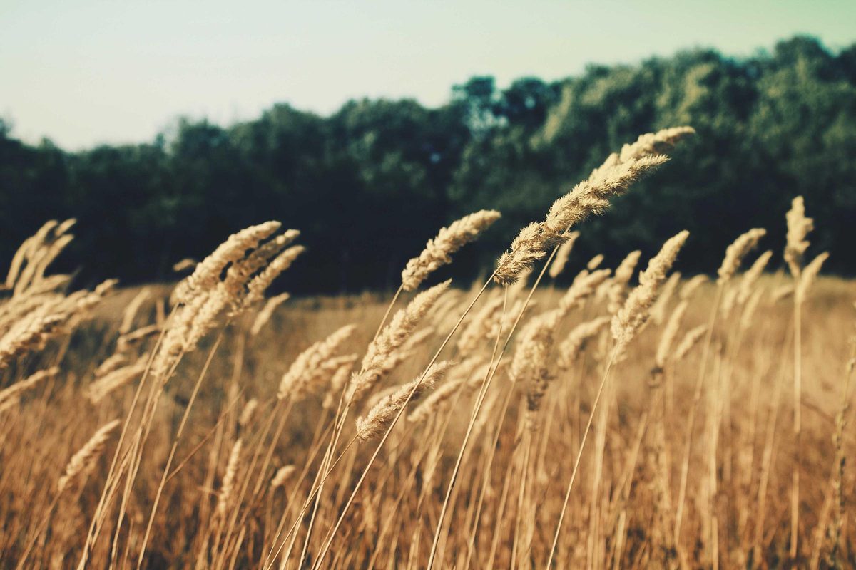 Wheat bending in the wind